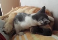 Kitten Playfully Bites Sleeping Dog