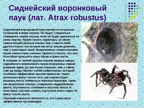 Сиднейский воронковый паук