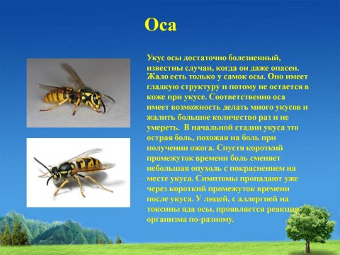 Оса