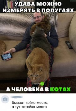 А человека в котах