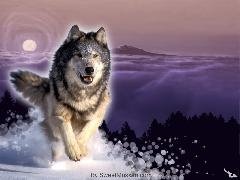 Beautiful-Wolf