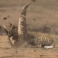 Leopard Attacks Crocodile 28